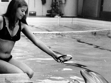 Susan Pickering trains dolphins at a South Elmsall swimming pool in the early 1970s