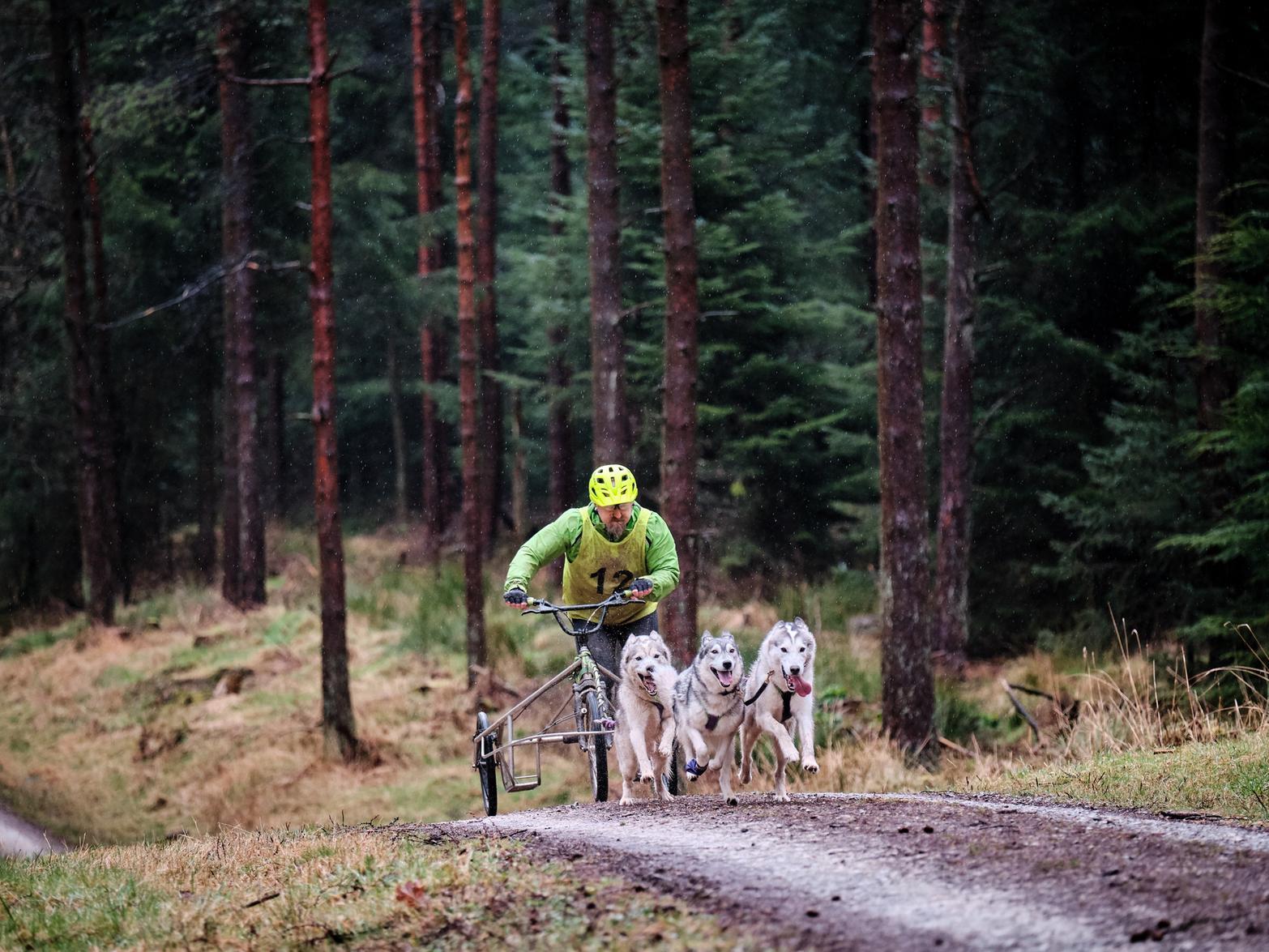 Sled dog racing in Dalby Forest