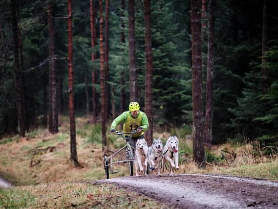 Sled dog racing in Dalby Forest