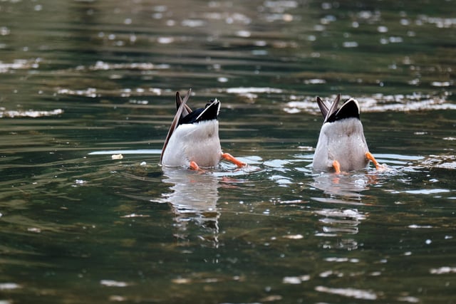 Synchronised duck dabbling on Staindale Lake in Dalby Forest