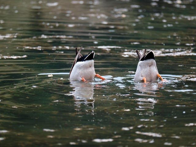 Synchronised duck dabbling on Staindale Lake in Dalby Forest