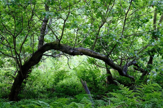 An old oak in full leaf in Wykeham Forest