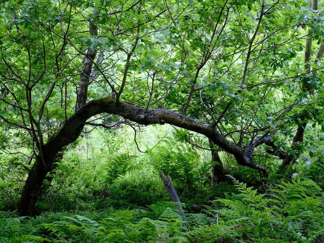 An old oak in full leaf in Wykeham Forest