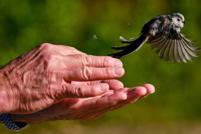 A long-tailed tit is released after being ringed, weighed and logged in Dalby Forest