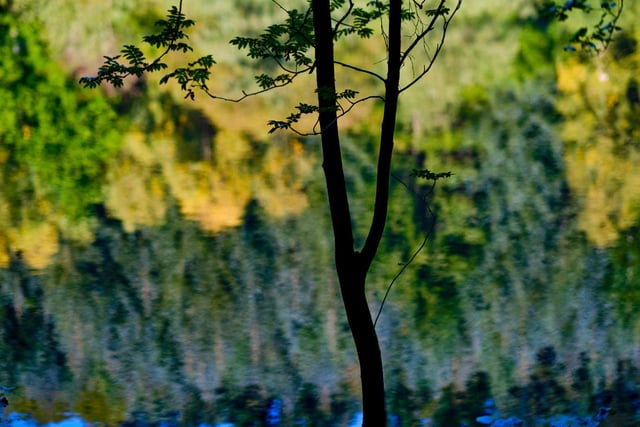 Reflection on an autumn day in Dalby Forest