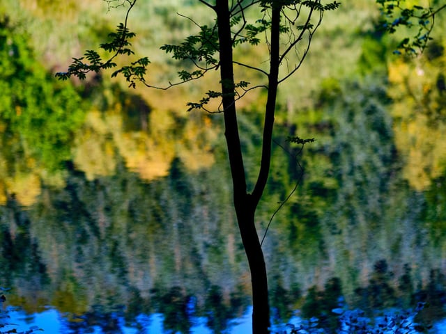 Reflection on an autumn day in Dalby Forest