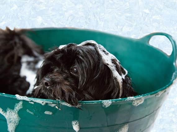 Check out our guide to some of the best places in Lancashire to get your pooch pampered