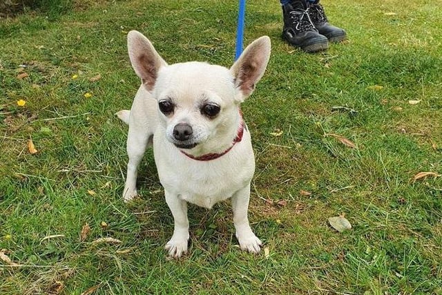 Snowdrop is a Chihuahua with a loveable, confident nature and loves nothing more than sitting on knee and getting a fuss. She is available for adoption would settle well with another small dog.