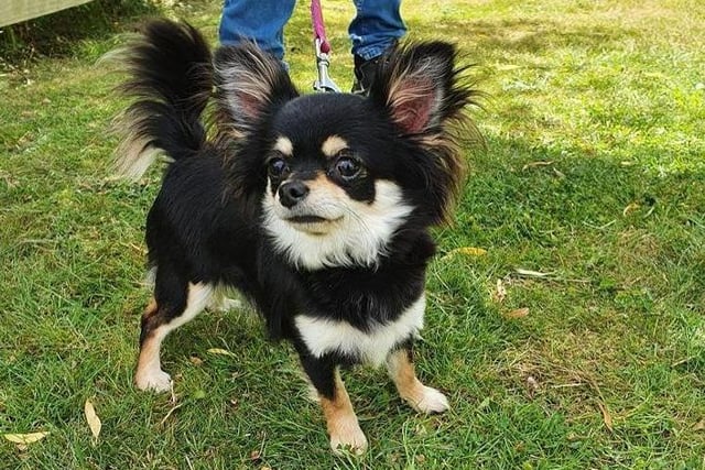 Tulip is a black and tan Chihuahua and has a loveable nature, but can be a little shy when she first meets new people. She is also available for adoption with someone who will be able to spend plenty of time with her.