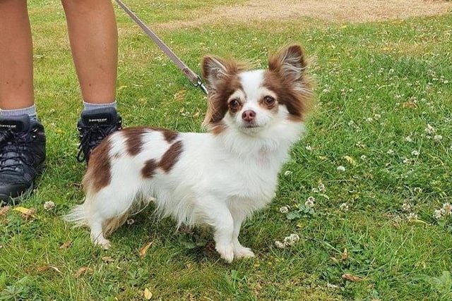 Chocolate and white Chihuahua Viola is also looking for a forever home. Having lived with a number of dogs previously, the RSPCA say she will settle better in a home where she is the only pet.