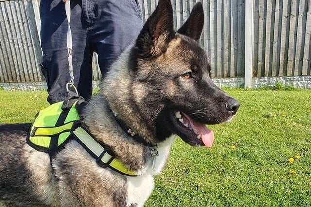 One year old Charlie came into RSPCA's care after his previous owner was no longer able to care for him. He is a big and excitable pup who lacks boundaries in certain areas of his life so needs further training and socialising in his new home.