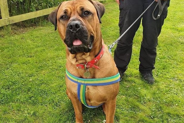 Shelby is a lovely and extremely affectionate 3 year old Mastiff who adores attention. She is very toy orientated and particularly loves tennis balls! The RSPCA says that Shelby would suit a home that is used to big dogs.