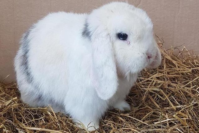 Lop eared rabbit Cheddar has a confident nature and enjoys being handled and groomed. The RSPCA say that Cheddar could live with a calm female rabbit with careful introductions.