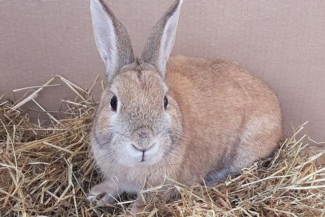 Sandy crossbreed Bauble is looking for a new home after being found straying in a supermarket car park before Christmas. He is a friendly yet extremely shy rabbit who lacks confidence so he is looking for a home where he will receive regular socialising and human interaction.