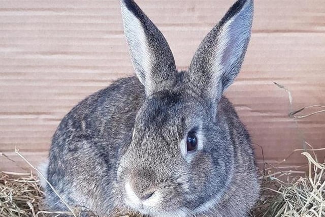 Crossbreed Archer Loves food and is a confident rabbit who enjoys being stroked. The RSPCA say Archer will need a large double tier hutch and a large attached run.
