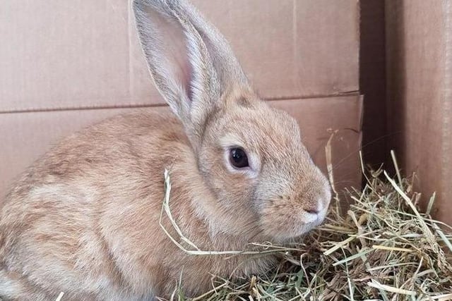 Sandy 6-12 month old crossbreed Peanut, is a friendly yet shy rabbit who lacks confidence, so is looking for a home where he will receive regular socialising and human interaction.