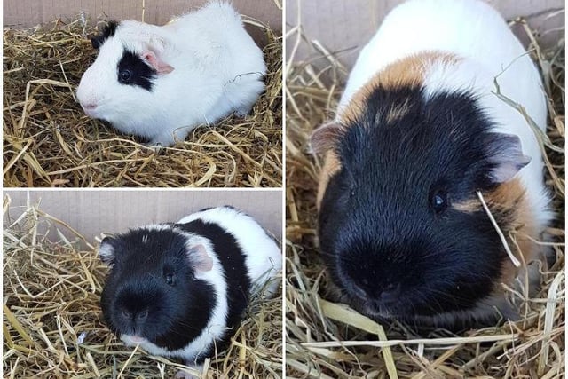 Chive (tri colour), Chilli (white & black) and Basil (black & white) are friendly yet shy guinea pigs who were born at the RSPCA centre in January. They need lots of interaction and socialising in their new home to help build up their confidence as they get older. A large safe space with plenty of enrichment is needed.