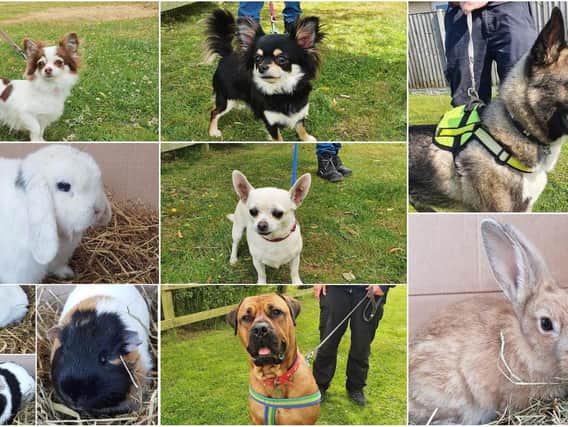 These are the dogs, rabbits and other pets looking for a forever home in Blackpool during lockdown
