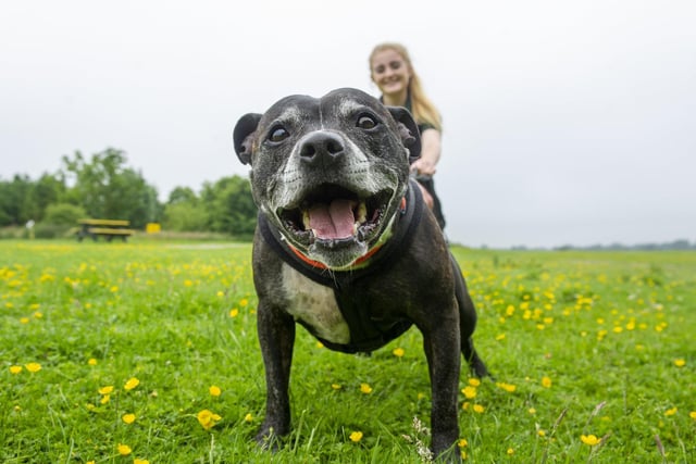 Cav, a Staffordshire bull terrier with handler Haley Towell.