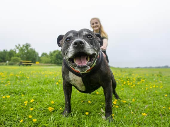 Cav,the Staffordshire bull terrier with her handler Haley Towell.
