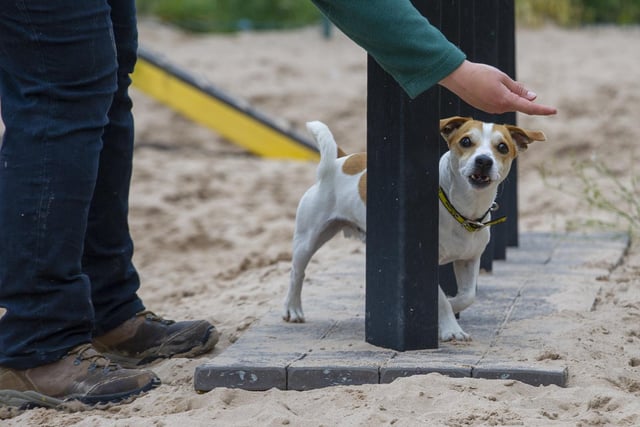 Rocky the Jack Russel certainly knows how to work the camera.