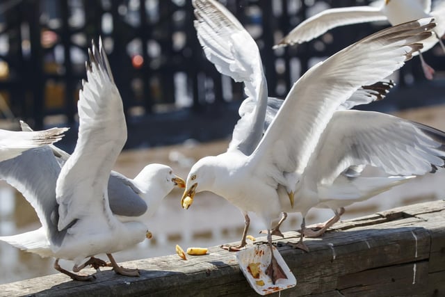 Seagulls fighting over chips in Bridlington