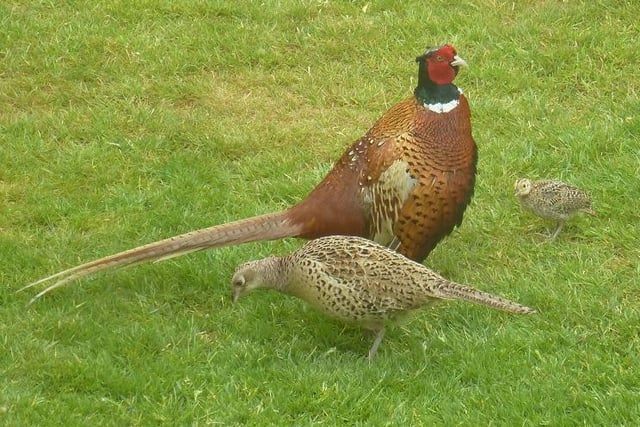 Family of Pheasants in Heptonstall by John Ashworth