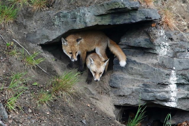 Fox cubs playing hide and seek taken by Steve Midgley.