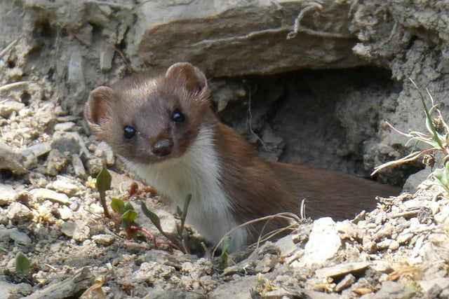 Curious stoat on Todmorden Moor taken by Maria Newell.