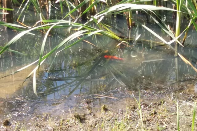Fish in a small pond at Cromwell Bottom Nature Reserve by Mike Lyne