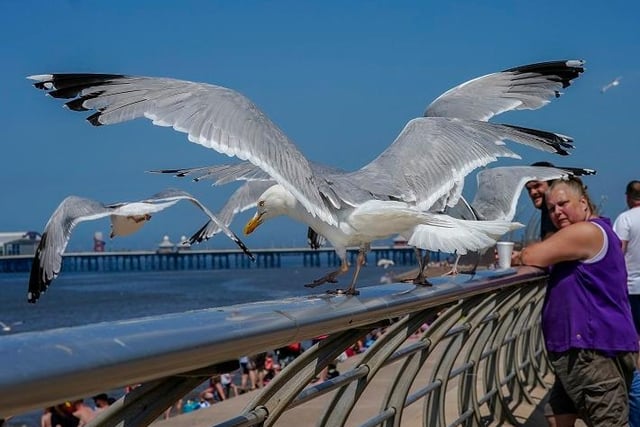The seagulls seem to appreciate the return of visitors