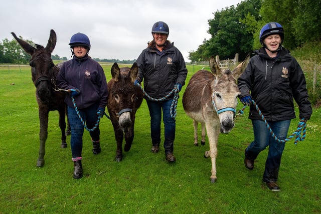 Ripple, Harbin and Billy, who are the Sanctury's three adoption donkeys, are led by  Katilyn Cronshaw and Karen Beckford. and Sarah Murray.