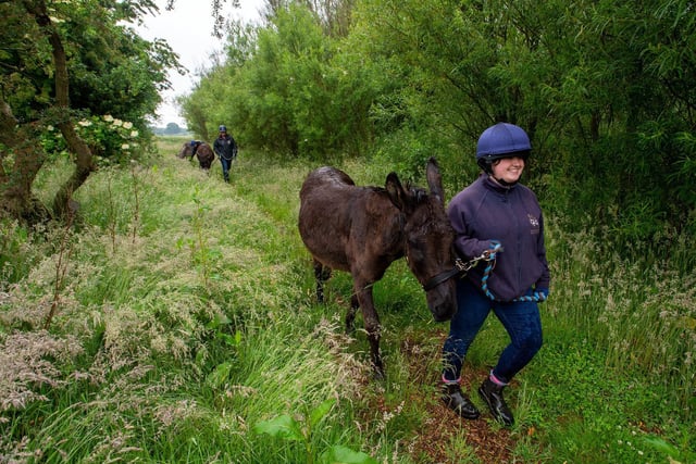 Katilyn Cronshaw leads the donkeys on their walk.
