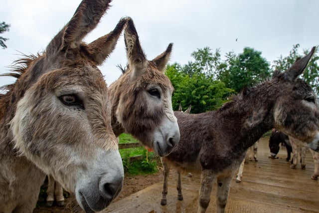 The third donkey-assisted therapy centre is opened in Leeds by Dame Thora Hird. Four more adoption donkeys are selected from the new centre: Rosie, Kelly, William D and Simon.