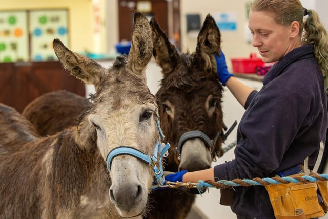 Billy O and Harbin, two of the sanctuary's adoption donkeys with Sarah Murray.