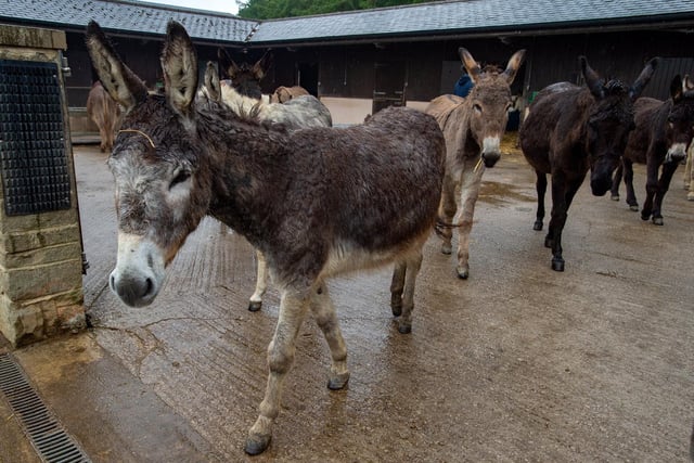 The Donkey Sanctuary in Eccup will remain temporarily closed while the staff focus on the donkeys and ensure receive the highest level of care. Check the website for the latest: www.thedonkeysanctuary.org.uk
