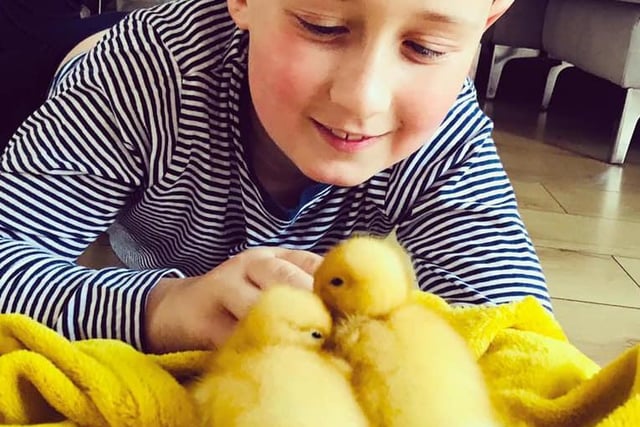 Nicola McNichol sent in:
Caleb with his new ducklings Zack and Layla during lockdown, they have kept each other entertained