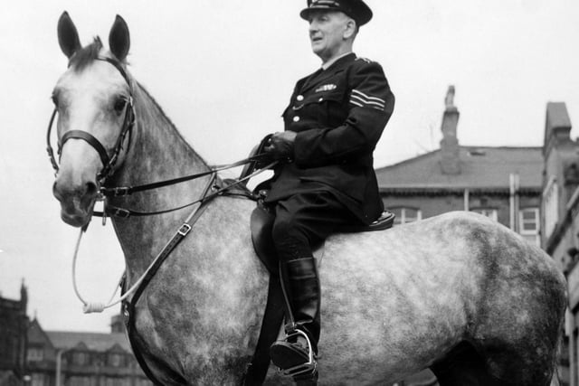 The new police horse, a five-year-old Irish-bred grey gelding, which has been bought by Leeds Watch Committee. It was to be named Alexander in memory of the late Alexander J. Paterson, Chief Constable of Leeds.