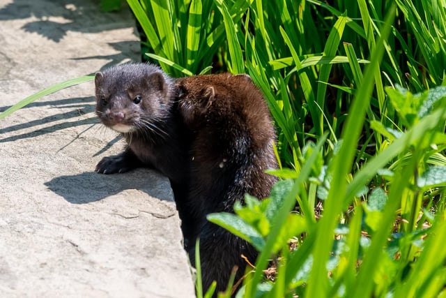American mink (there is also a European species) were first imported to the UK in 1929 for commercial fur farming.