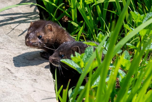 There were also several instances of animal rights activists freeing large numbers of mink from fur farms in the 1990s, before the industry was banned in 2000,