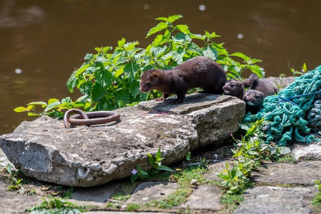 This summer mink have even been spotted in York city centre