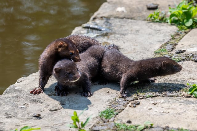 Charities including the Canal and River Trust and Yorkshire Wildlife Trust support control of the mink population.