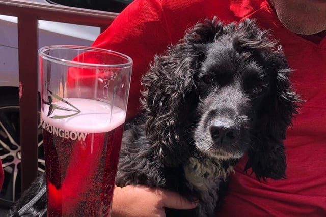 Izzy the Dog enjoys a first drink