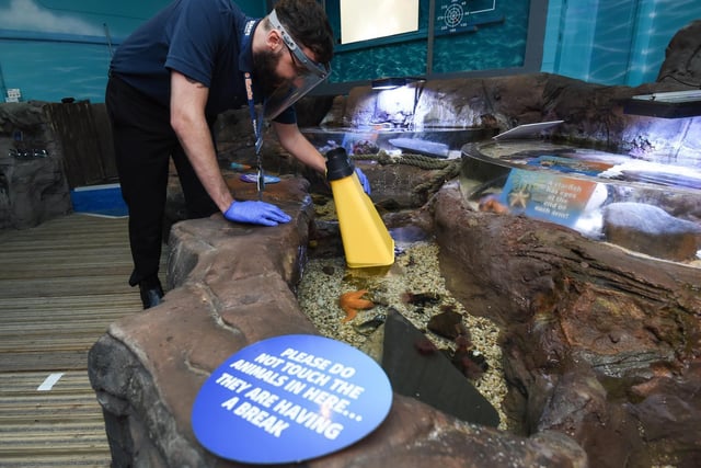Staff at Sea Life Blackpool say the fish and deep sea creatures are gradually getting used to visitors again