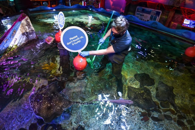 Visitors will see enhanced cleaning measures at Blackpool Sea Life following the easing of coronavirus lockdown