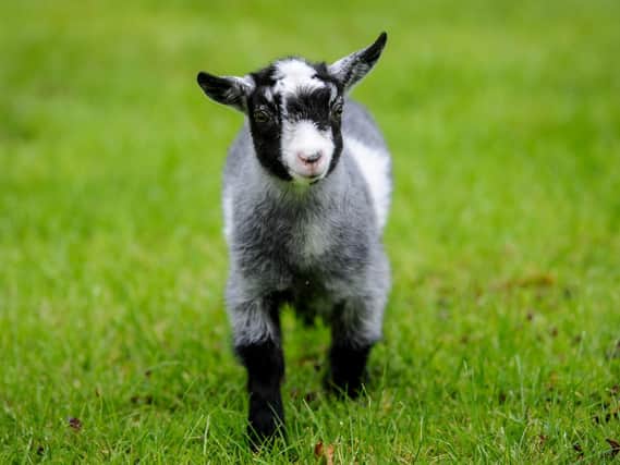 Pygmy goat kid Billy-Bob was born during lockdown, and hand-reared by farmer Debbie Parr before being reintroduced to the other goats on the farm.