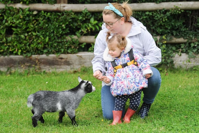 You can meet Billy-bob the pygmy goat too, just like Beth Callow and her 18-month-old daughter Katie.