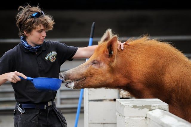 Terry the pig is looking forward to welcoming back visitors now that lockdown rules have been eased.