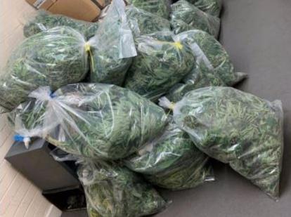 Successful raids on two homes in the Plungington area led to the seizure of hundreds of plants with an estimated street value of around 500,000.
