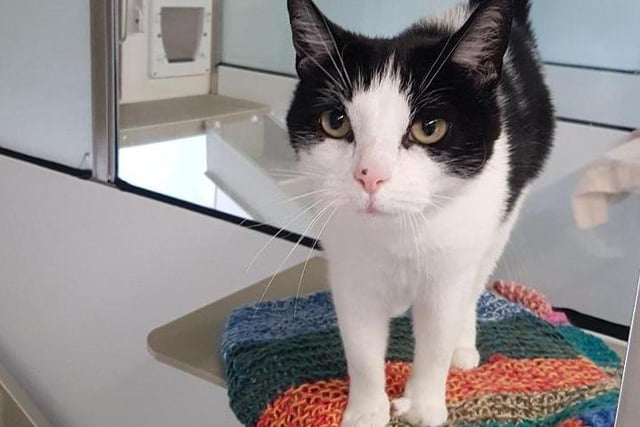 Oreo is another stray that has found her way to the centre. The black and white crossbreed enjoys her own space and needs loving and peaceful home.